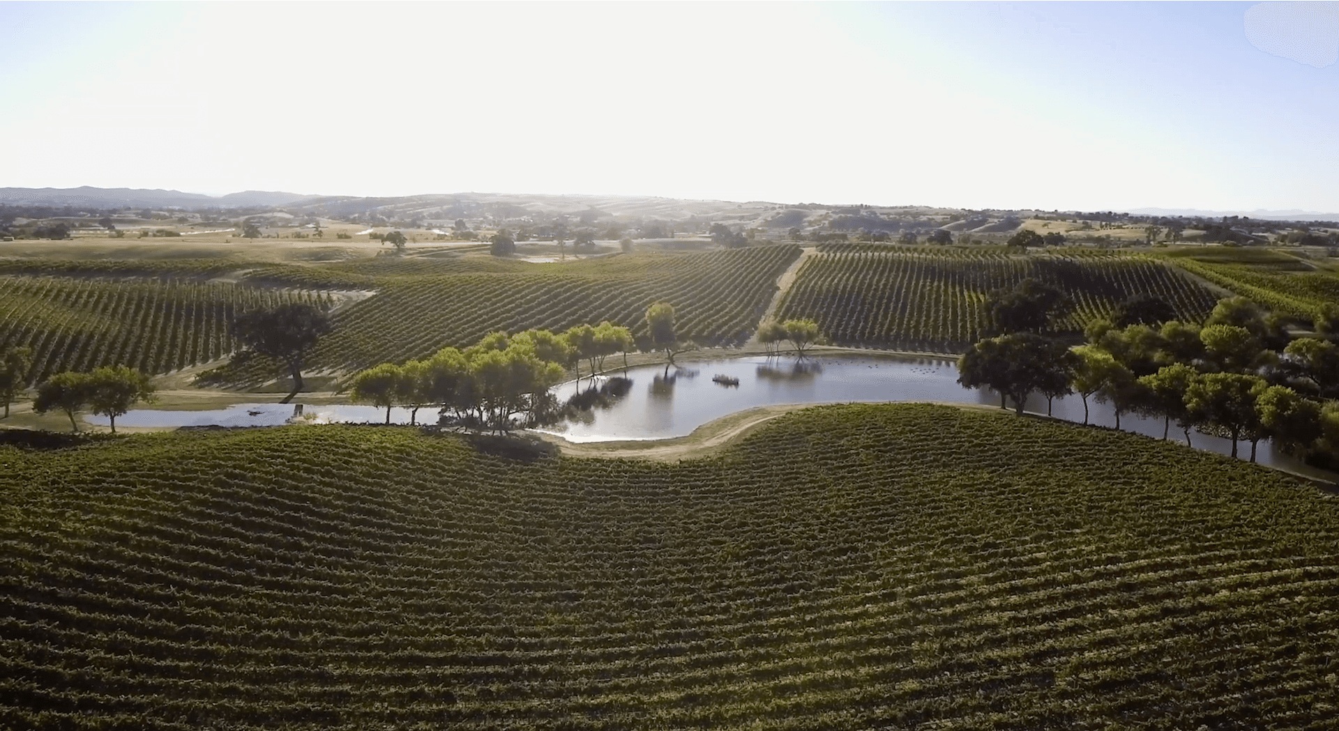 Riboli Family Wines